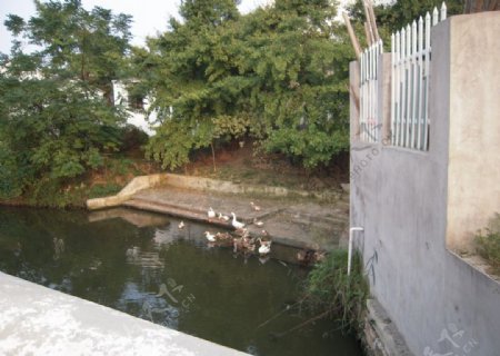 池塘图片