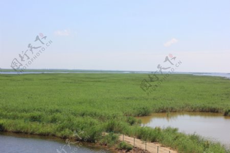 黄河口湿地图片