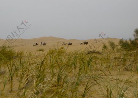 沙漠中远行的驼队图片