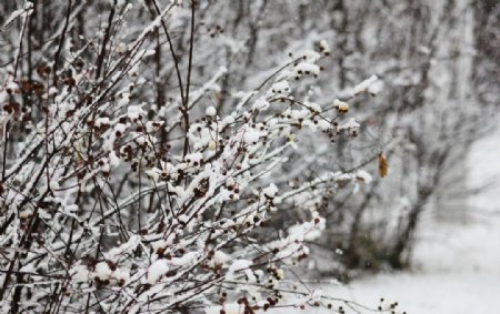 雪景图片