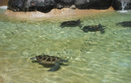 海龟岛图片