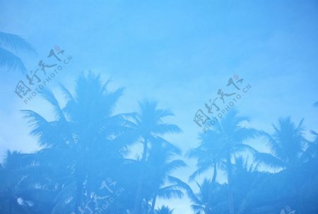 椰林雾景图片