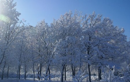 雪落树枝图片