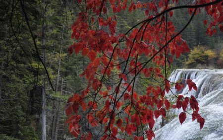 九寨沟的枫叶和瀑布图片