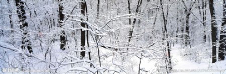 大雪下的树林图片