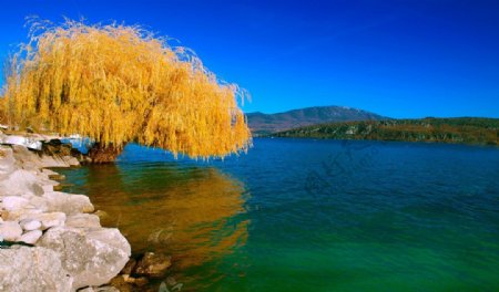 高清秋天湖畔杨柳图片
