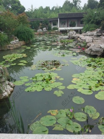 花园池塘图片