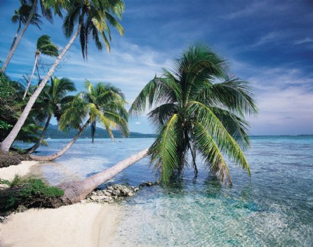 海风椰树图片
