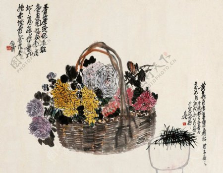 兰菊图片