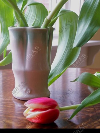 郁金香与花瓶2图片