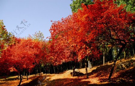 红栌树林图片