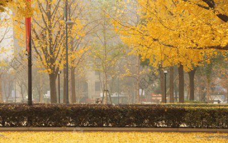 上海音乐厅银杏树叶图片
