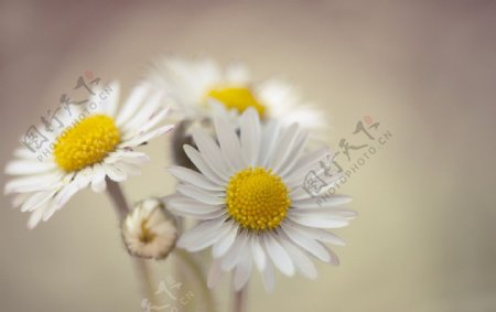 雏菊花图片