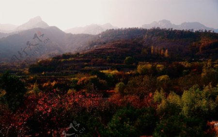 秋满泰山图片