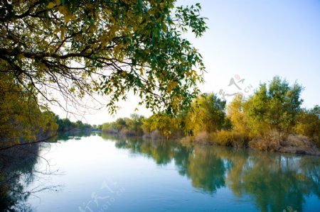 塔里木河风景图片