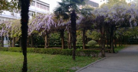 校园小道的紫藤花图片
