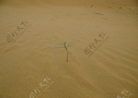 沙漠中的一颗小草图片