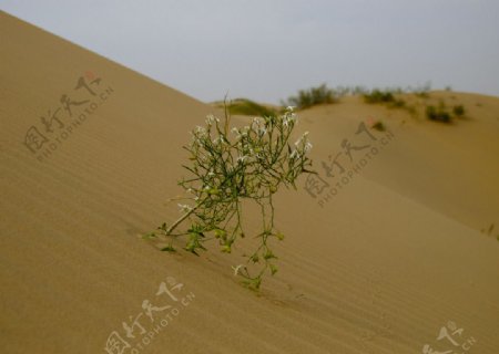 沙漠中的绿色植物图片
