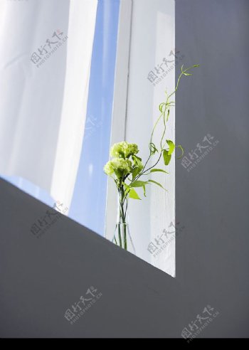 窗户上的花朵图片
