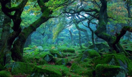 梦幻绿色森林图片