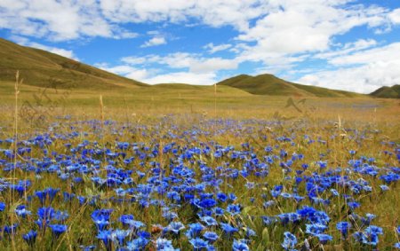 草甸烂漫的蓝色花朵图片