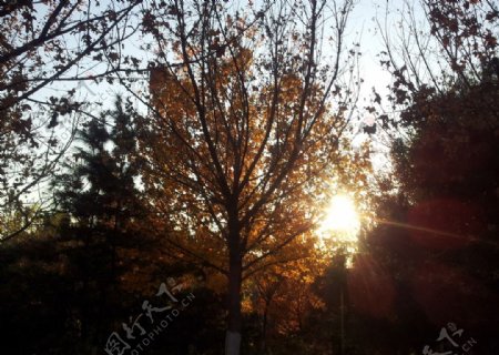 枫树与阳光图片