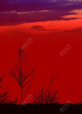 红色树木封面图片