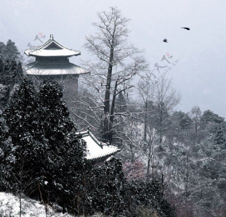 南岩雪光舞神鹤图片