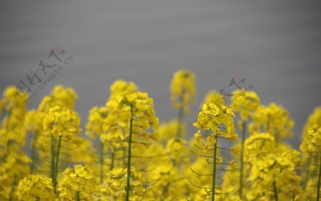 油菜花图片