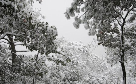 森林雪景图片