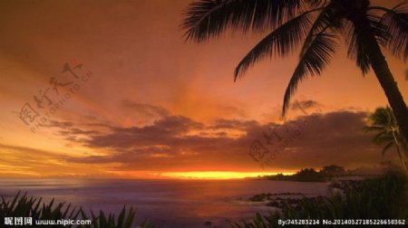 夕阳椰树图片