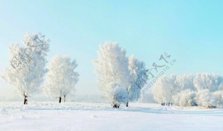 银装素裹的雪原景色图片