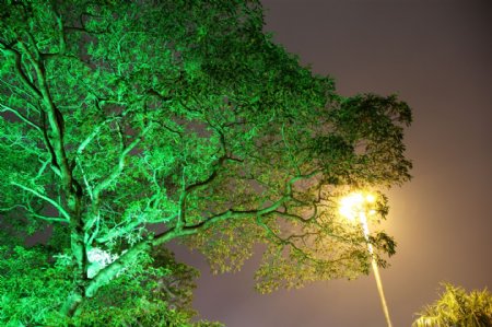 公园夜景树木图片