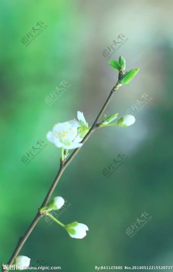 李花李子花图片