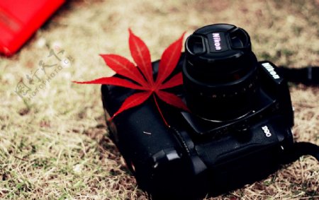枫叶与相机图片