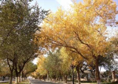 秋天大树与街道图片