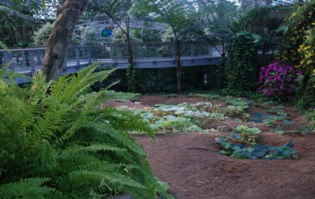 茶溪谷湿地花园图片