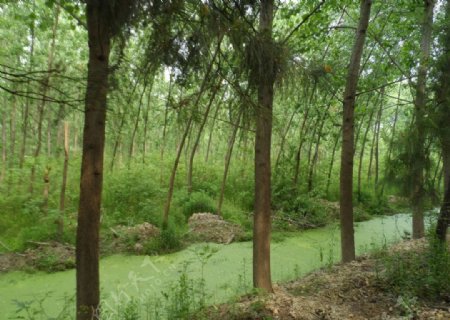 湿地小林图片