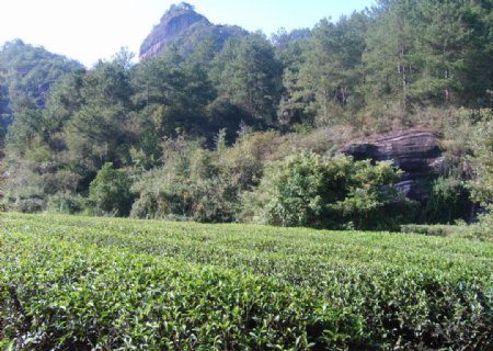 大红袍茶树图片