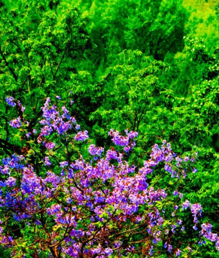 紫花绿树春意浓图片