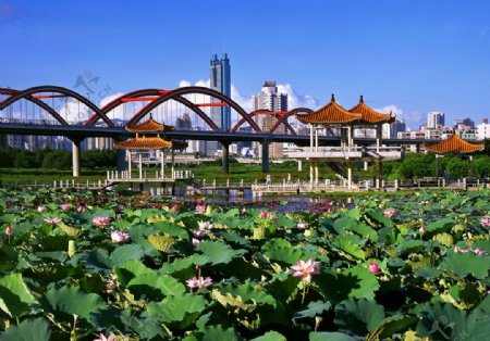 深圳洪湖彩虹桥图片