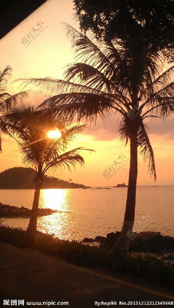 海边夕阳椰树图片
