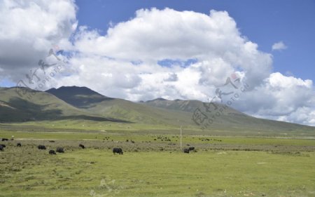 西藏草原图片