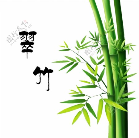 竹子素材图片