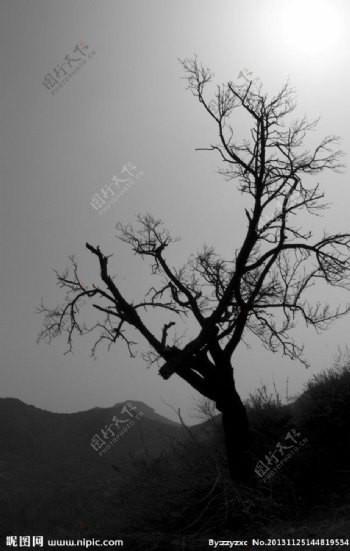 烈日枯树图片