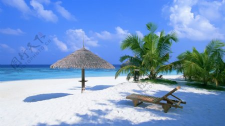 大海椰子树沙滩图片