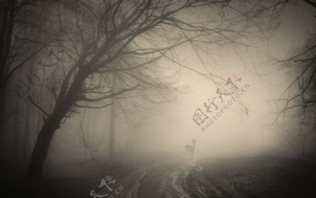 大雾树林风景图片