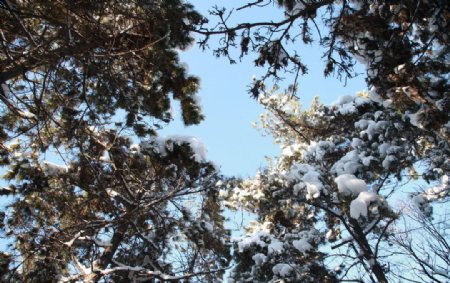 雪松图片