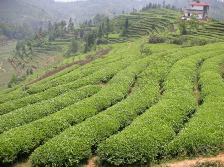 龙须茶生产基地图片