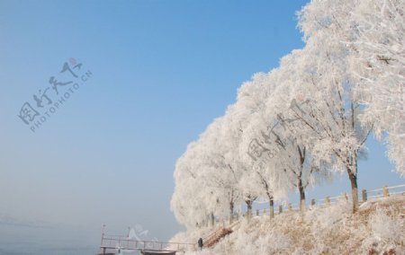 北国江城吉林市雾凇美景图片